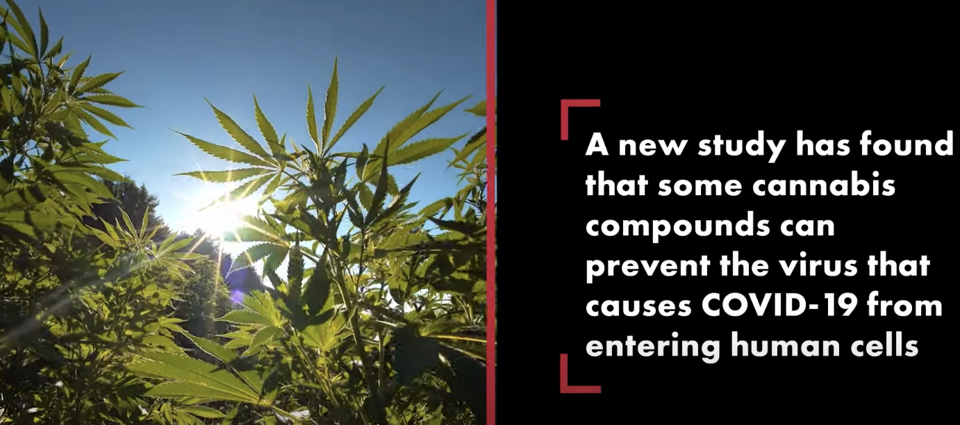 Some marijuana compounds can block coronavirus from entering cells