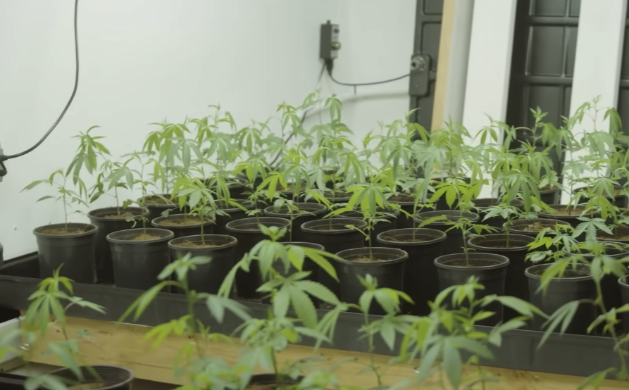 Making Weed Oil Without Blowing Up Your Home | BLACK MARKET S2
