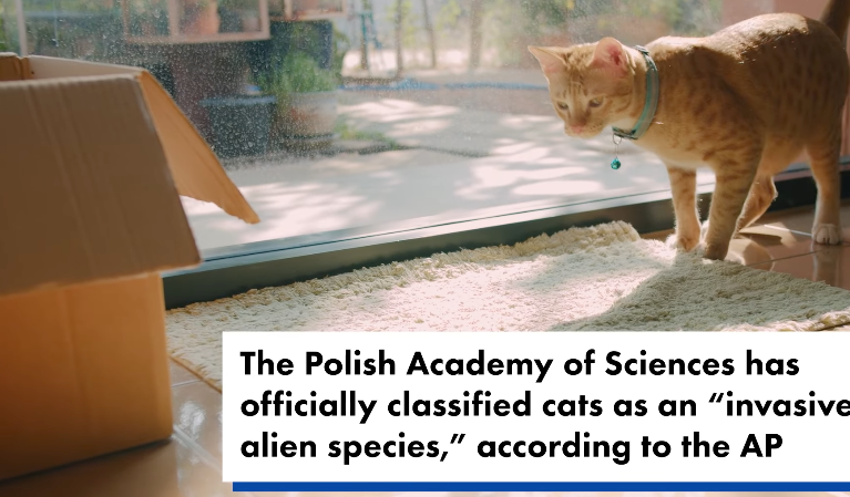 Cats classified as ‘invasive alien species’ by scientific institute | New York Post