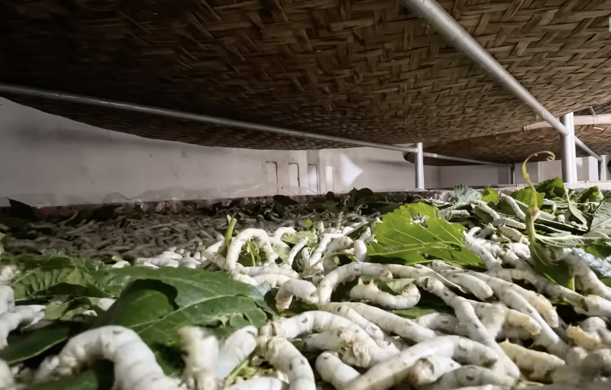 How Mountains Of Worm Cocoons Are Turned Into Expensive Silk In Vietnam | Big Business