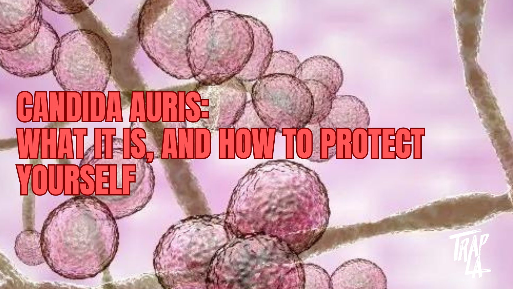 Candida Auris: What It Is, and How to Protect Yourself