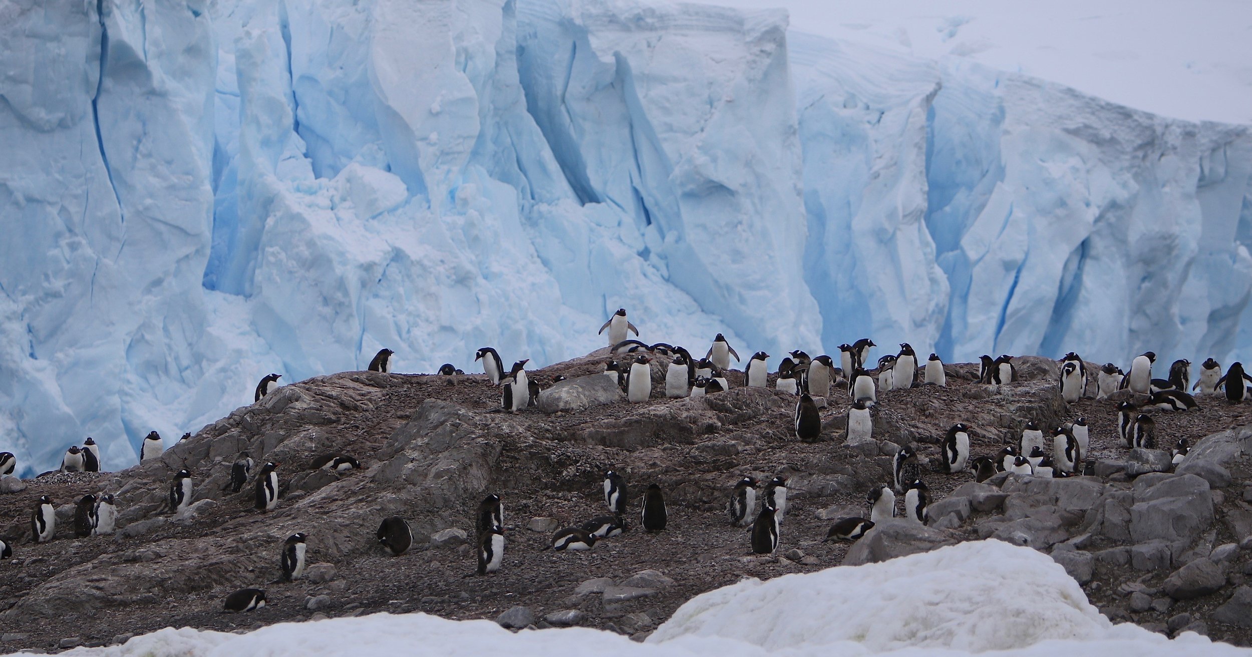 penguins glacier.jpg