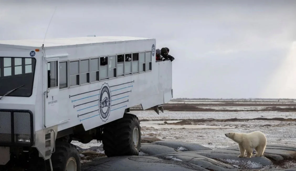 Canada Polar Bears 2.jpeg