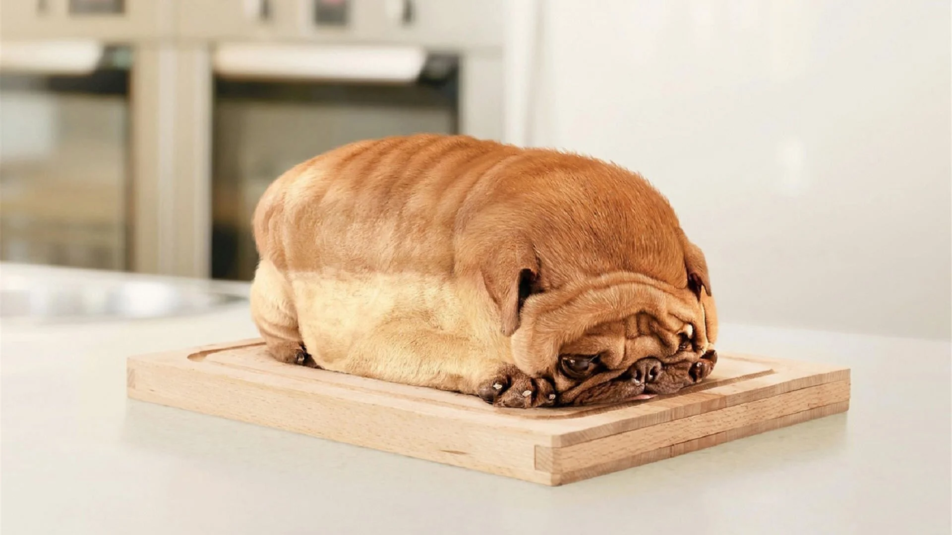 breaddog.jpg