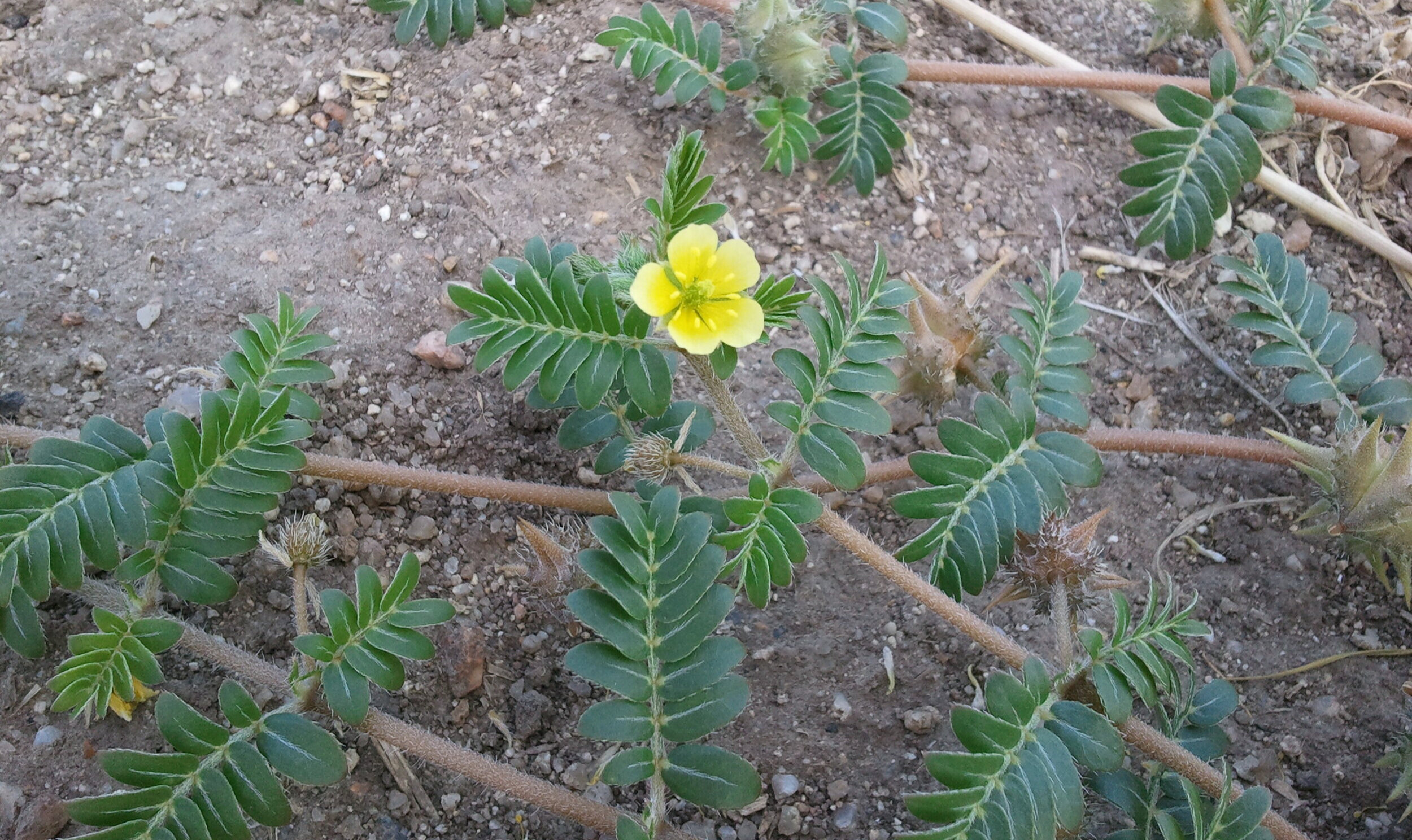 PuncturevineFlower.jpg