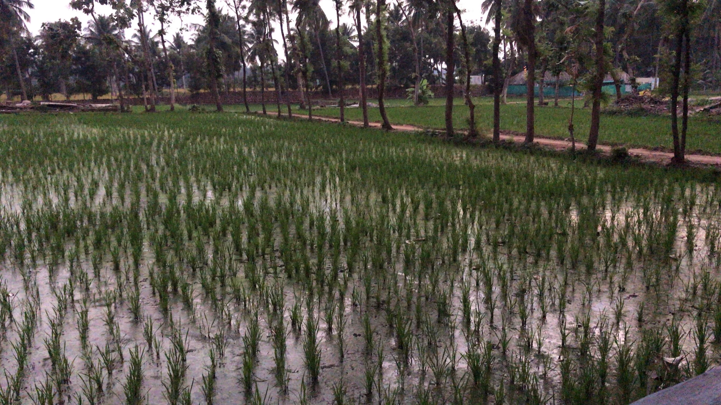 The rice fields