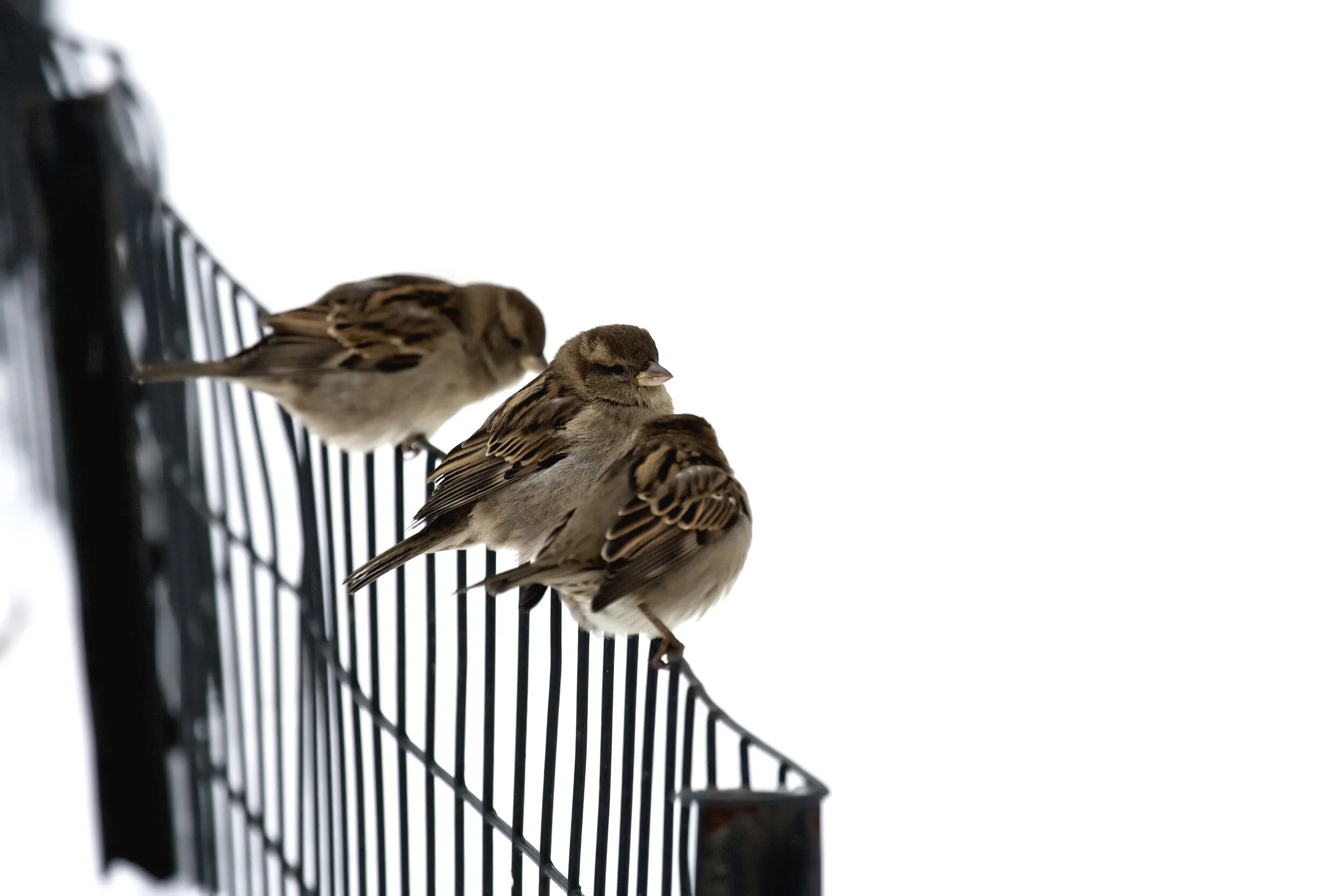 sparrows on a fence.jpg