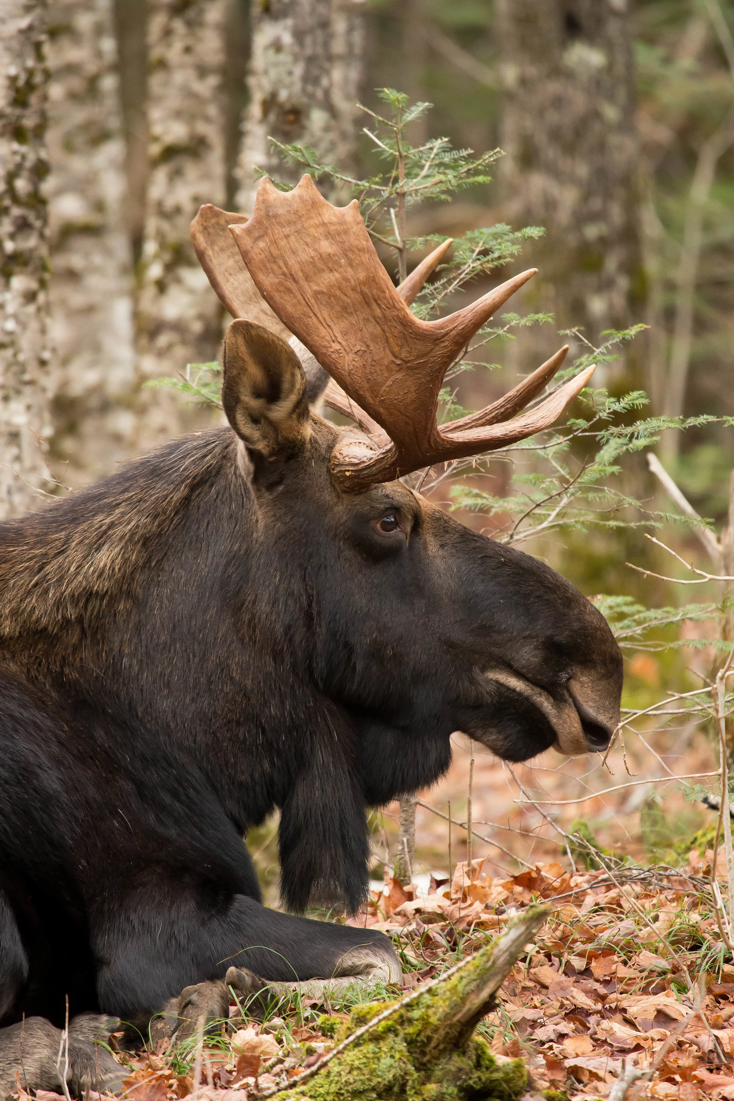 Bull Moose