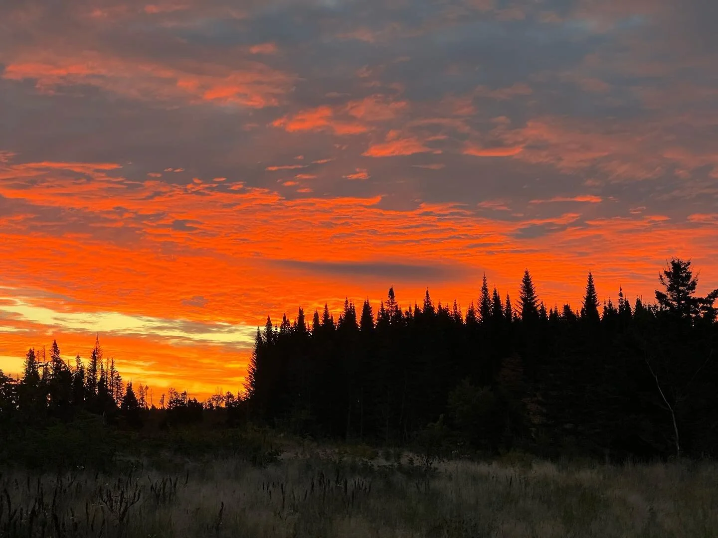 It was that kind of morning. Filming moose in Northern Maine.
#moose #maine #mainefilm #r3d #redhelium #nature #naturalhistoryfilmmaking #filmmaking #northmainewoods #iphone13
