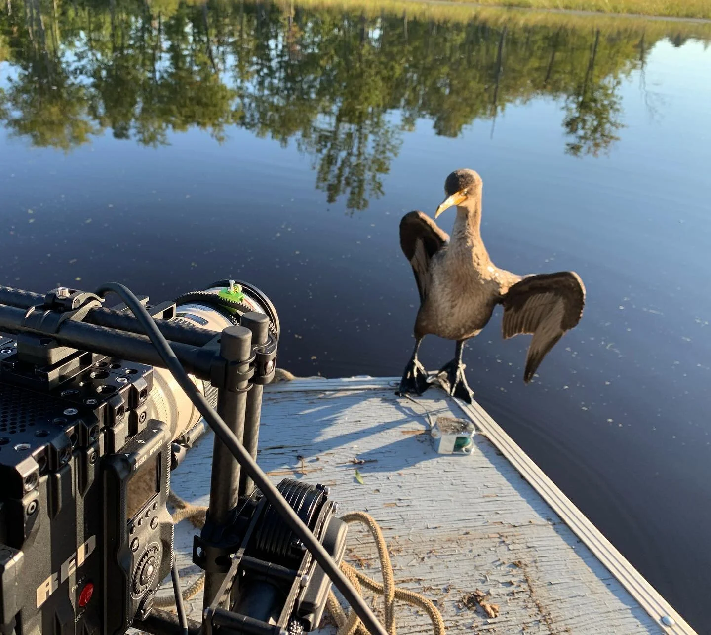 Sometimes you just need a macro lens. The Runaround Pond boat hijacking cormorant strikes again. Filming this morning with a Red Epic Dragon on a movi when this bird decided to photobomb me!

#redepicdragon #r3d #movi #mainewild #mainefilm #naturalhi