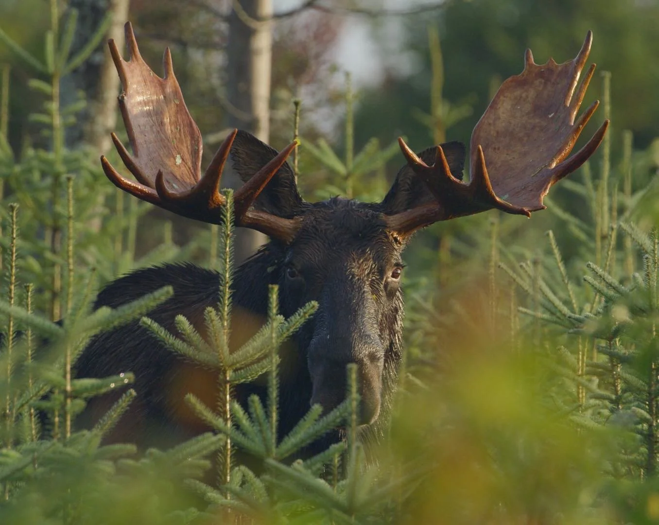 Maine bull moose in spruce. Red Helium 8k camera screencap from a recent film shoot in the Maine woods.

#maine #moose #mainemoose #naturalhistoryfilmmaking #mainefilm #r3d #redhelium8k #mooserut #naturephotography #sigma