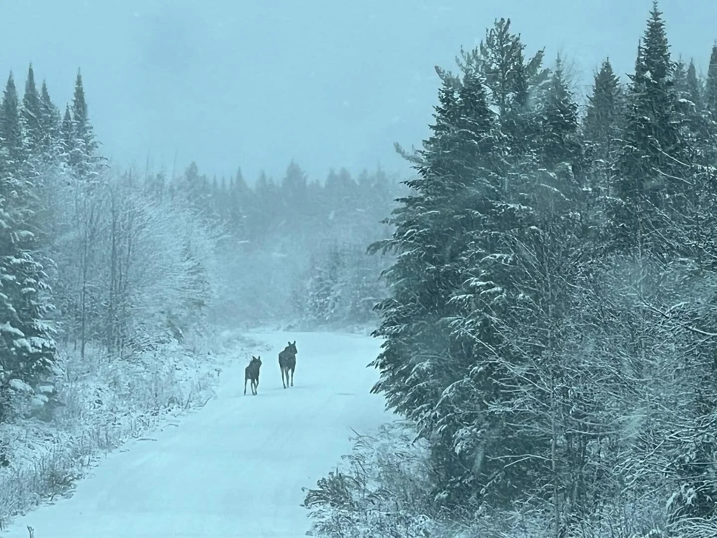 Blustery day up in Maine moose country.
Working on a sequence of moose in snow. Looks like it might be the right place.

#mainefilm #mainemoose# #maine #moose
#naturalhistoryfilmmaking #moosefilm #iphone13