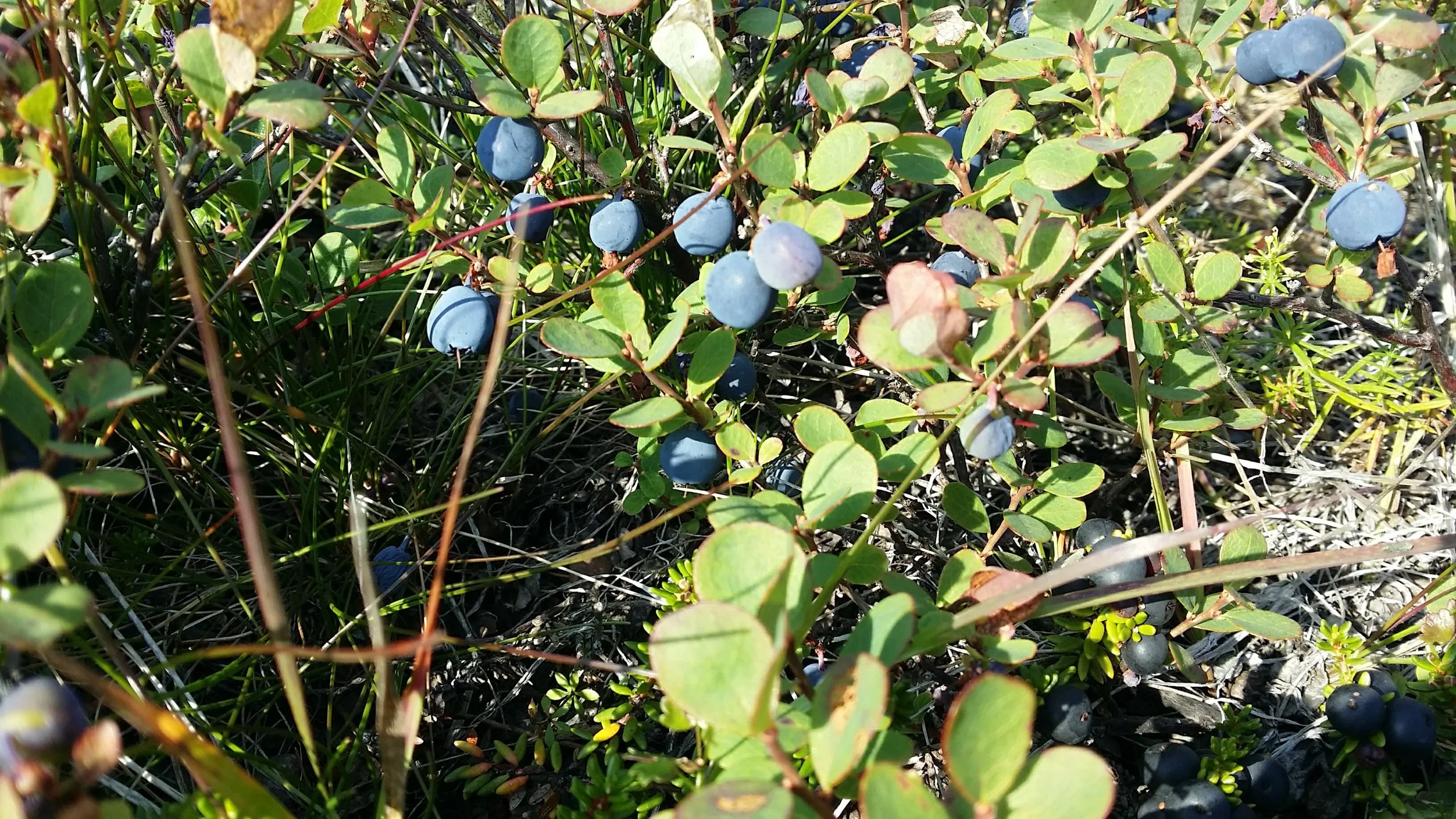 Blueberries waiting to be picked!