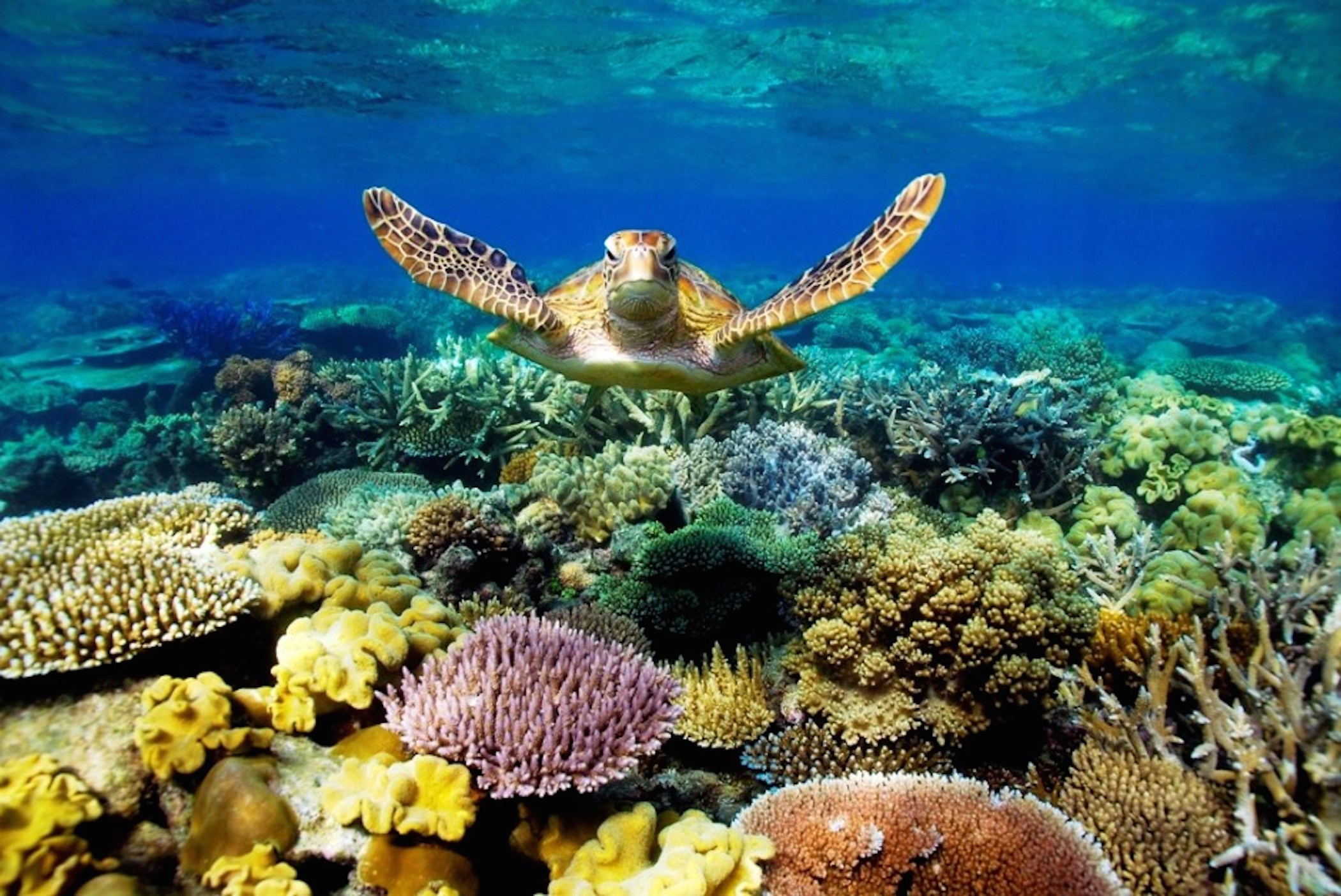Great-Barrier-Reef-Turtle-Wallpaper.jpg