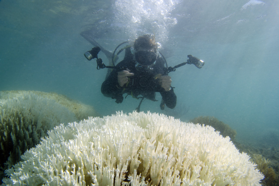 Coral-bleaching-1-1120x747.jpg