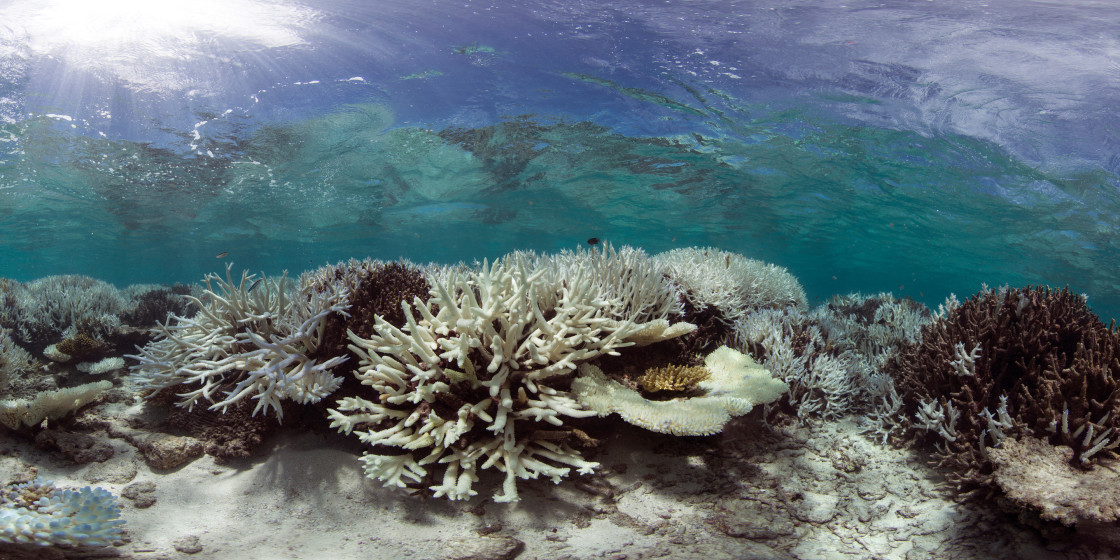 007-Coral-Bleaching-in-the-Maldives-Panorama-1-1120x560.jpg