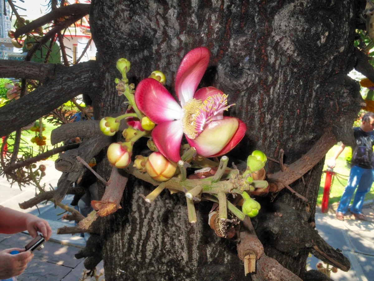Thailand_IMG_1152.jpeg