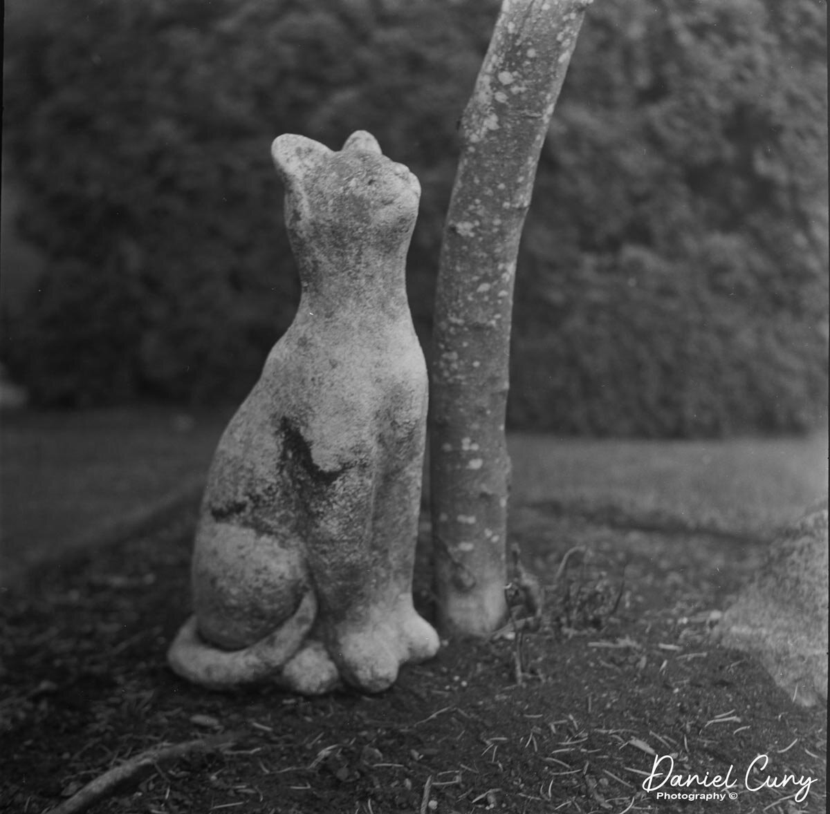 Cat statue in front yard