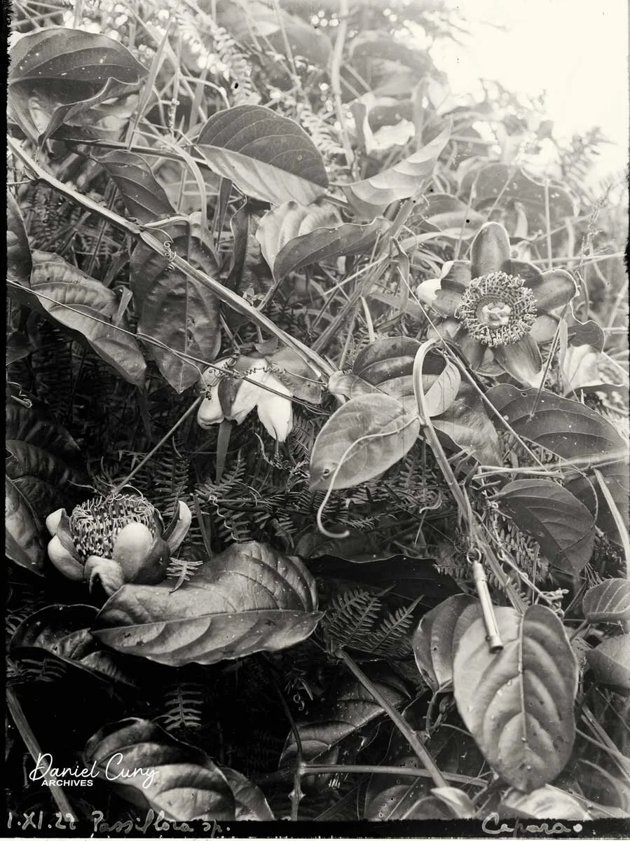 A beautiful image of some of the Flora in Brazil.