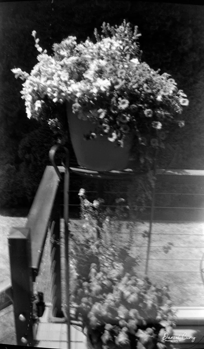 backyard flowers