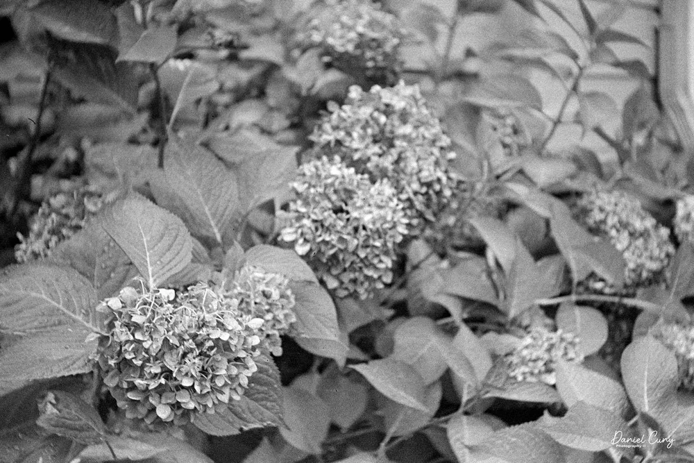 Old hydrangeas
