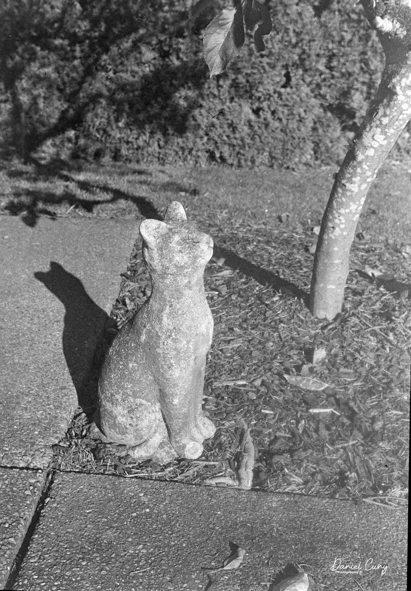 Cement cat