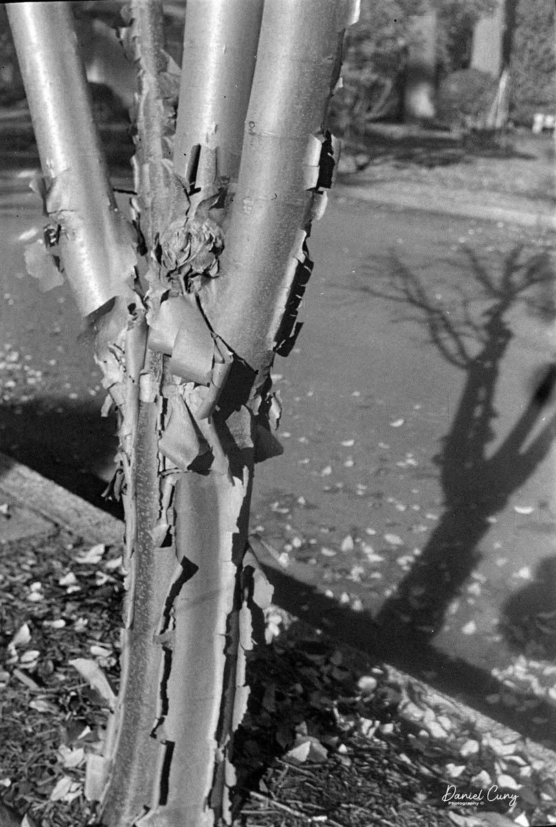 Tree bark