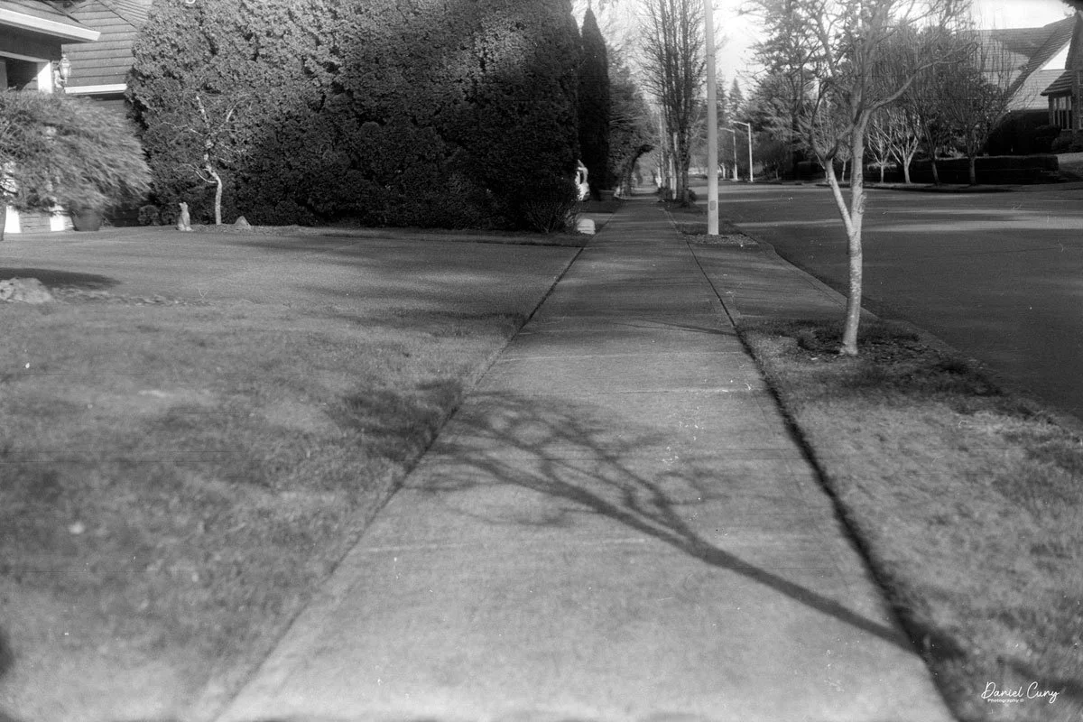 Horizontal of tree shadow