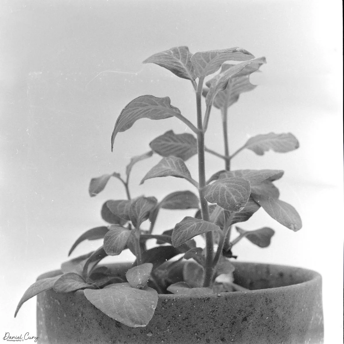 Normal lens position