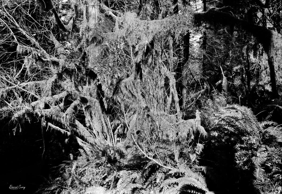 Moss covered branches