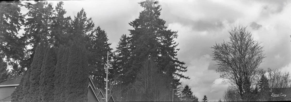 Trees in the neighborhood.