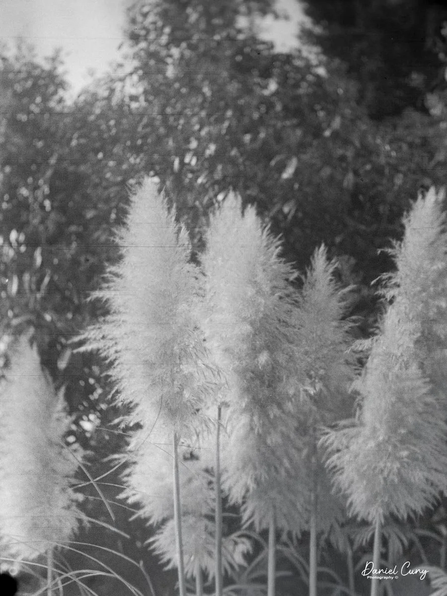 Pampas grass