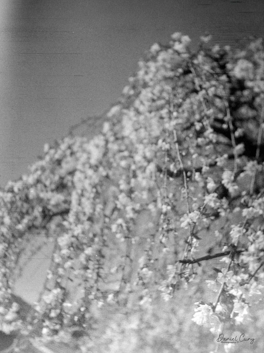 Blooming tree. Good fall off of focus.
