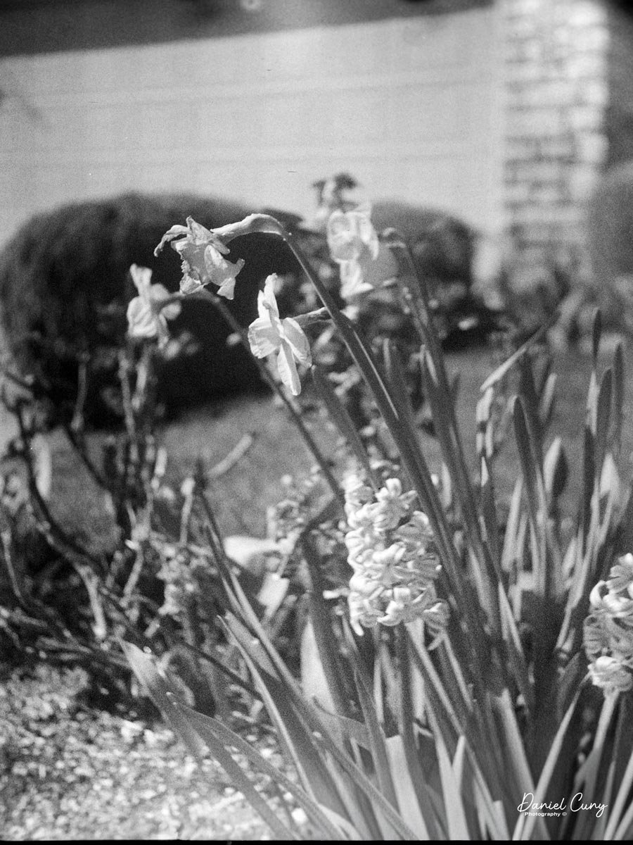 Daffodils in the neighborhood