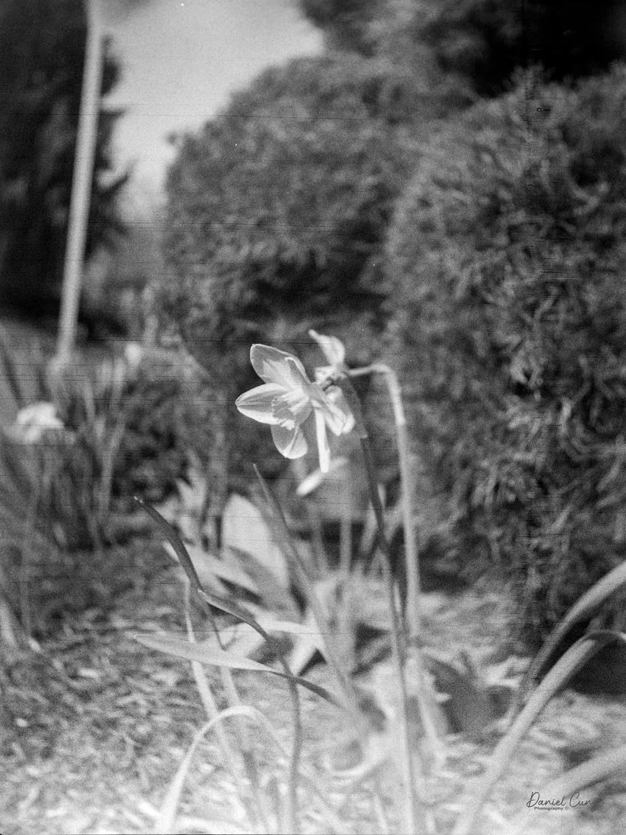 More Daffodils in the neighborhood