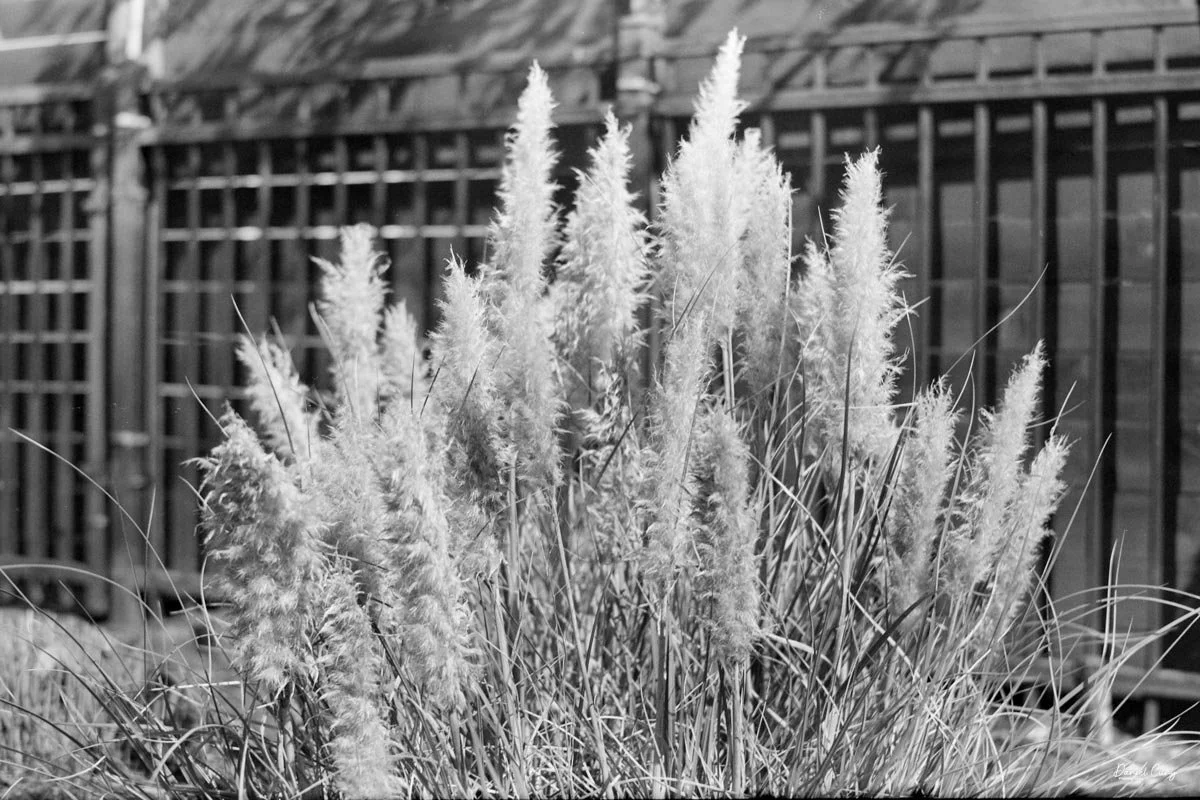 Pampas Grass-starting to get soft.