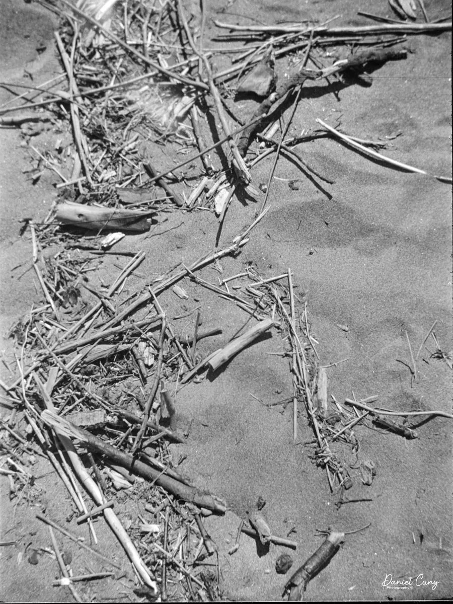 Driftwood in the sand