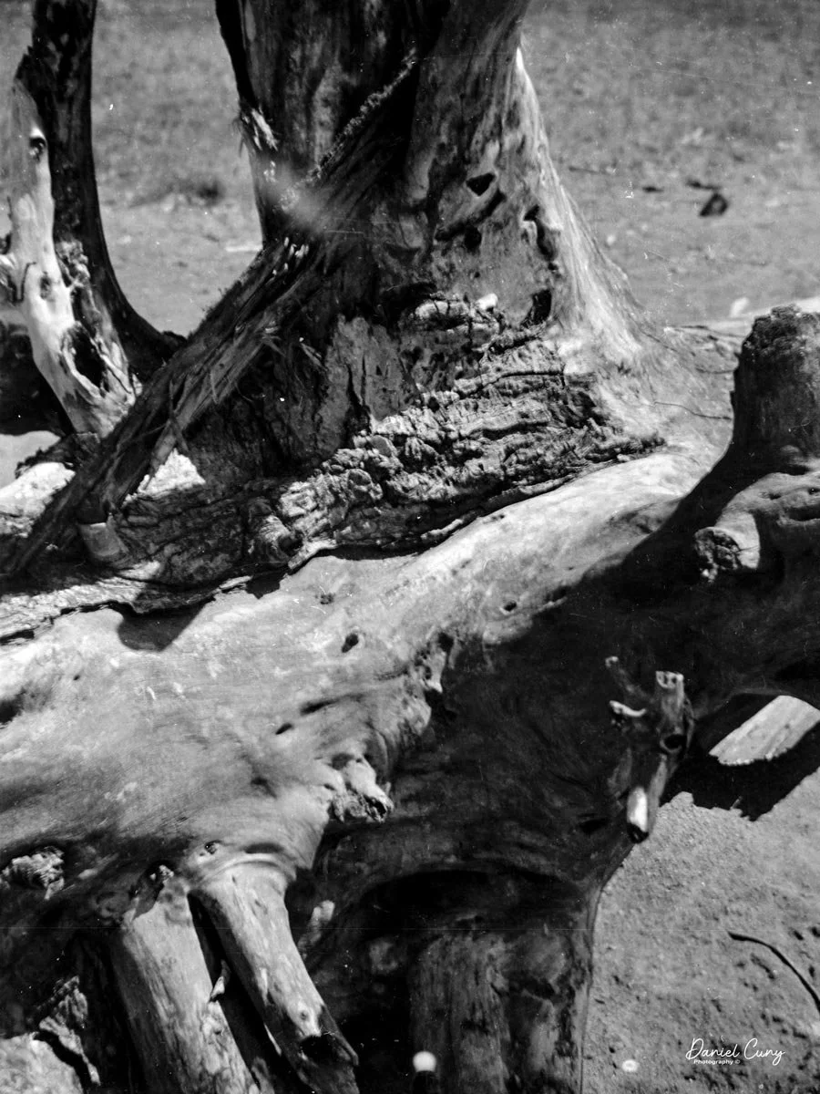 Driftwood