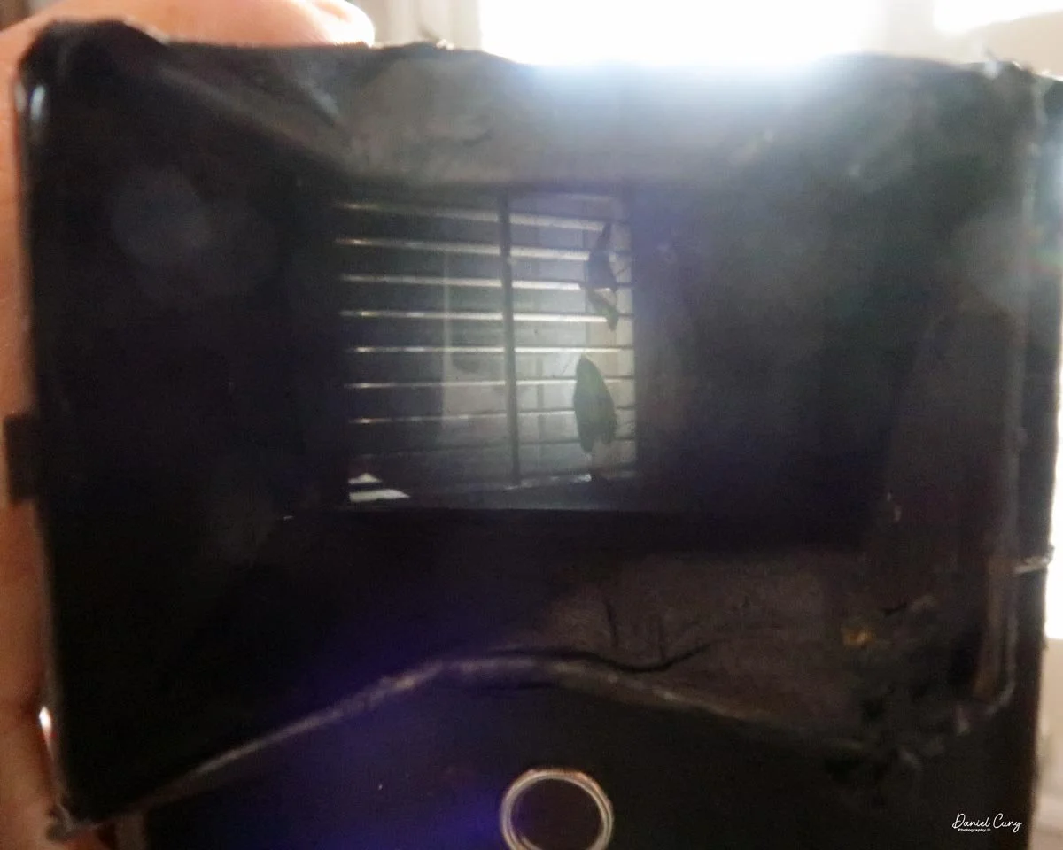 Viewing image on the ground glass.