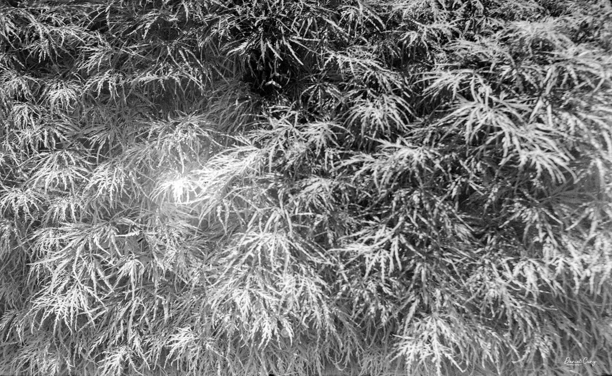 Japanese Maple 