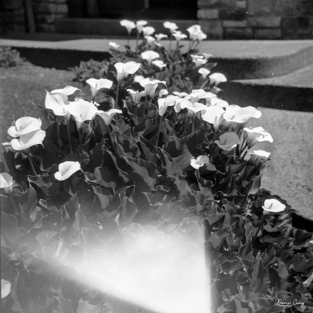 Lilies