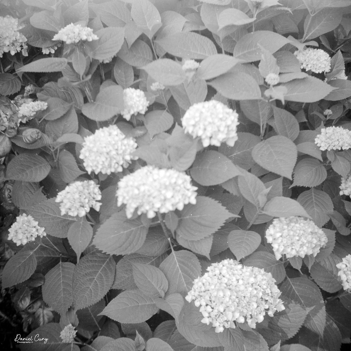 Hydrangeas