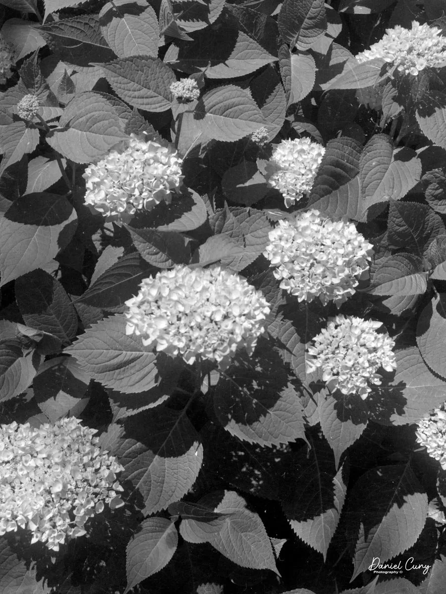 Hydrangea