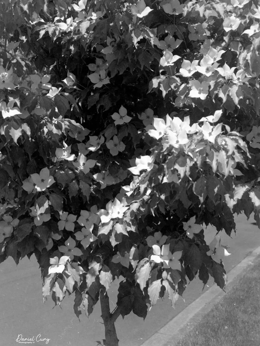 Dogwood tree w/flowers