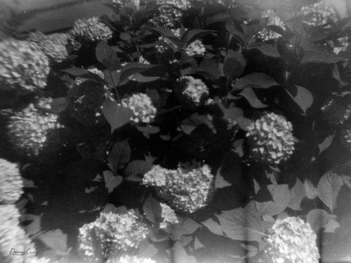 Hydrangea