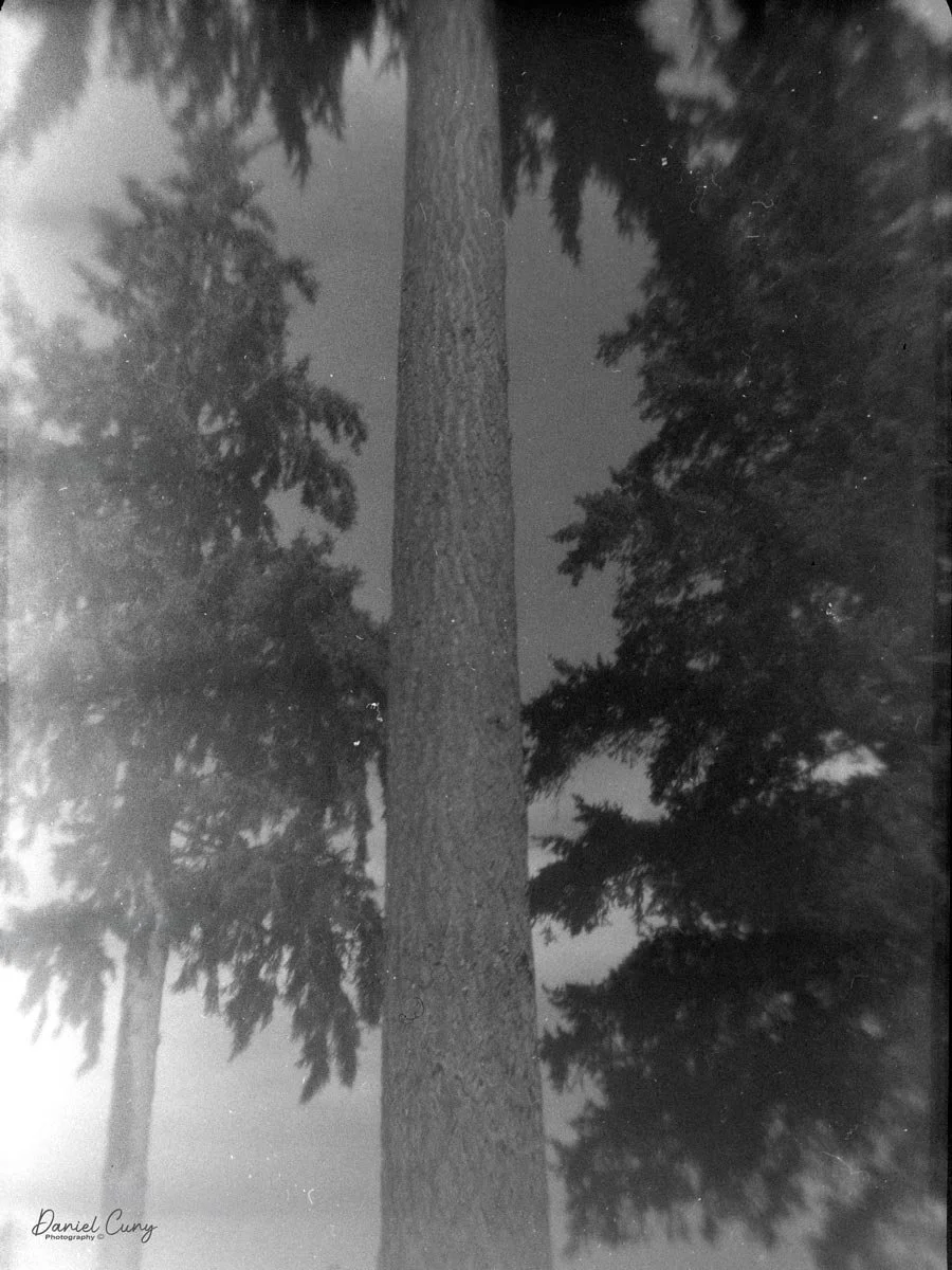 Pine trees
