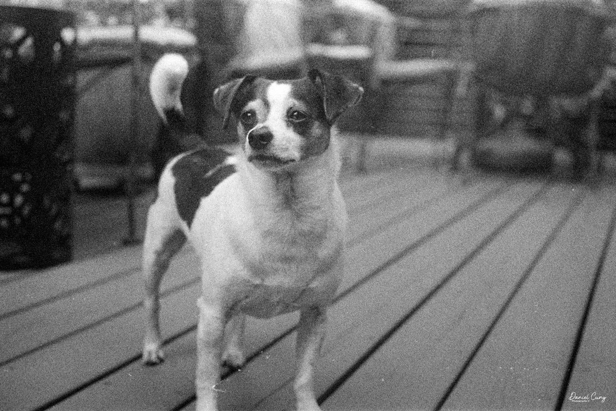 Bean, our granddog