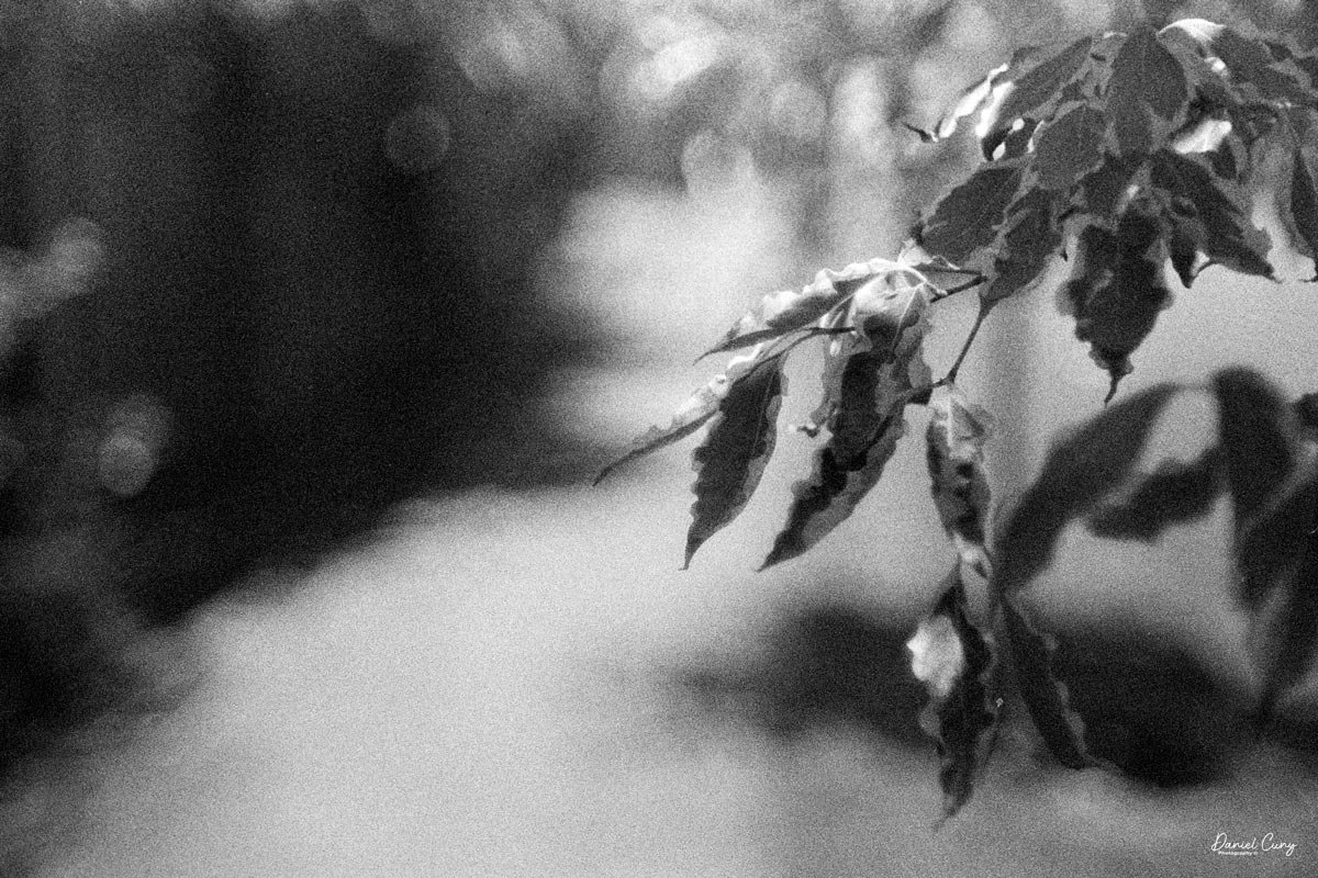 F/1.4, shallow depth of field.