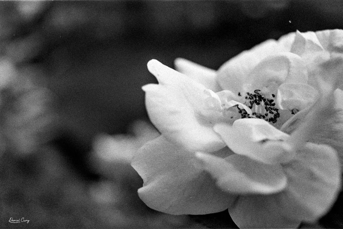 Close-up image