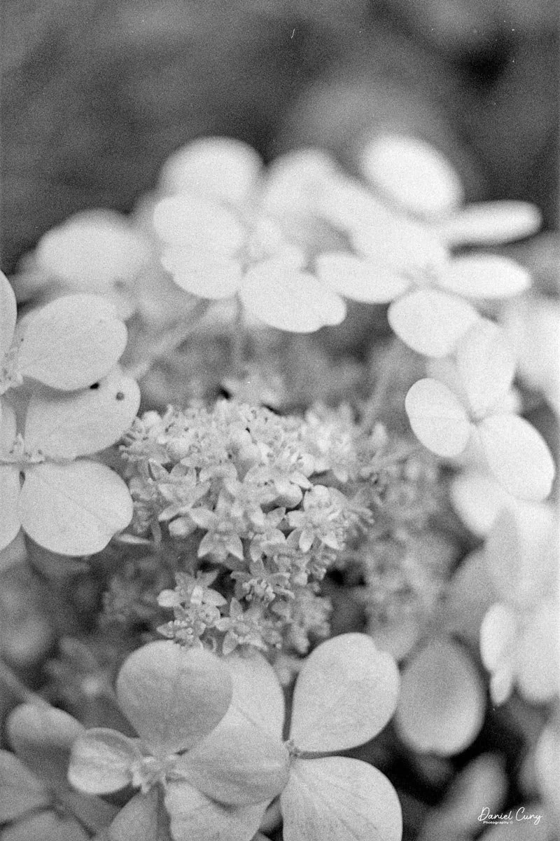 Close-up of flower
